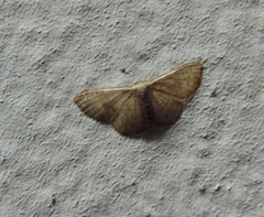 Geometridae