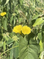 Camonea umbellata