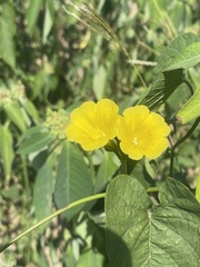 Camonea umbellata