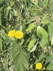 Camonea umbellata