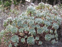 Aeonium