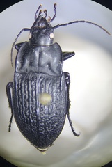 Dicaelus sculptilis