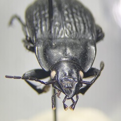 Dicaelus sculptilis
