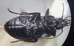 Dicaelus sculptilis