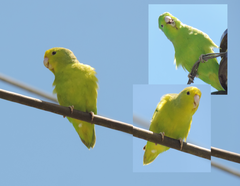 Forpus xanthopterygius