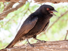 Dicrurus adsimilis apivorus