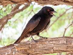 Dicrurus adsimilis apivorus