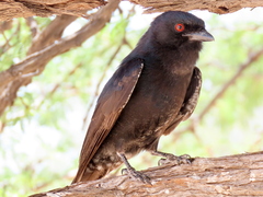 Dicrurus adsimilis apivorus