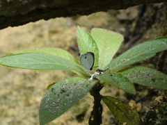 Neopithecops zalmora