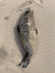 Arctocephalus australis