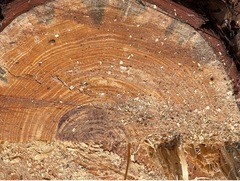 Dendroctonus terebrans