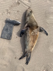 Arctocephalus australis