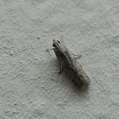 Prodeniini