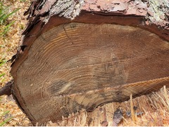Dendroctonus terebrans