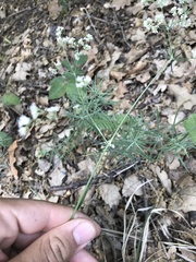 Galium glaucum