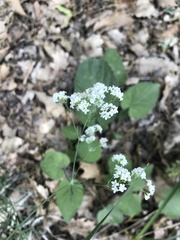 Galium glaucum