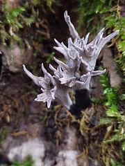 Xylaria hypoxylon