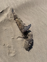 Arctocephalus australis