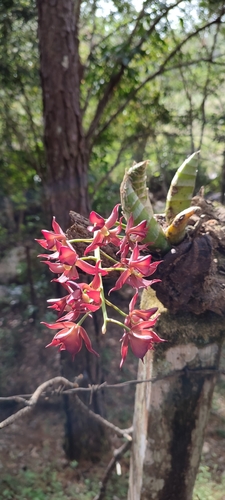 Mormodes badia, photograph 3