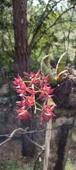 Mormodes
