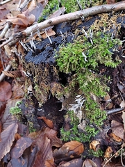 Xylaria hypoxylon