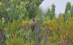 Oxypogon stuebelii