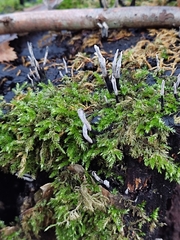 Xylaria hypoxylon