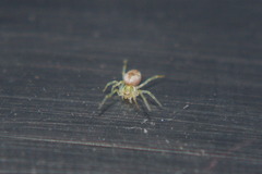 Nigma puella