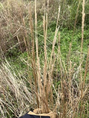 Elionurus tripsacoides