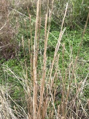 Elionurus tripsacoides