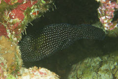 Calloplesiops altivelis