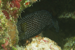 Calloplesiops altivelis