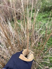 Elionurus tripsacoides