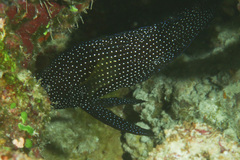 Calloplesiops altivelis