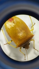 Nezara viridula