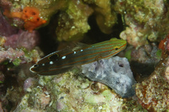 Koumansetta rainfordi