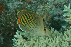 Chaetodon pelewensis