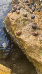 Nerita versicolor