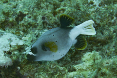 Arothron nigropunctatus