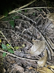 Rieppeleon kerstenii