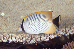 Chaetodon trifascialis
