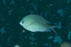 Chromis ternatensis