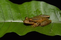 Scinax tymbamirim