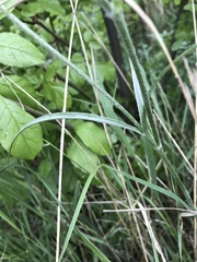 Ranunculus illyricus