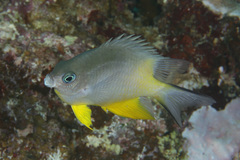 Amblyglyphidodon orbicularis