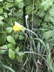 Ranunculus illyricus