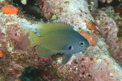 Pomacentrus nigromarginatus