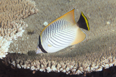 Chaetodon trifascialis