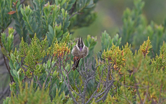 Oxypogon stuebelii
