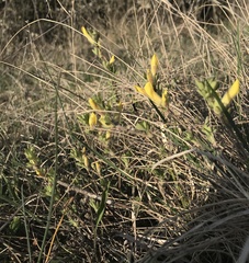 Chamaecytisus triflorus